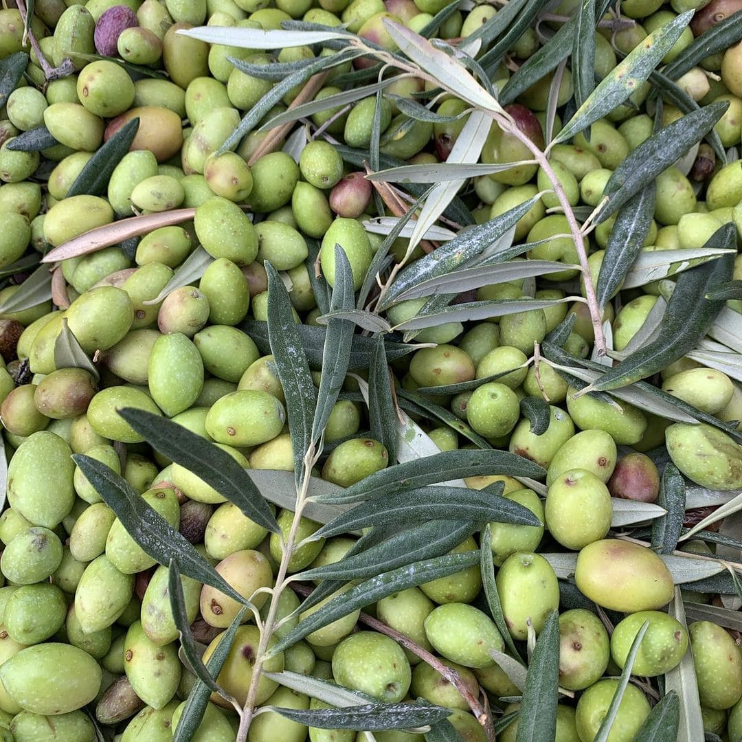 ogliarola messinese