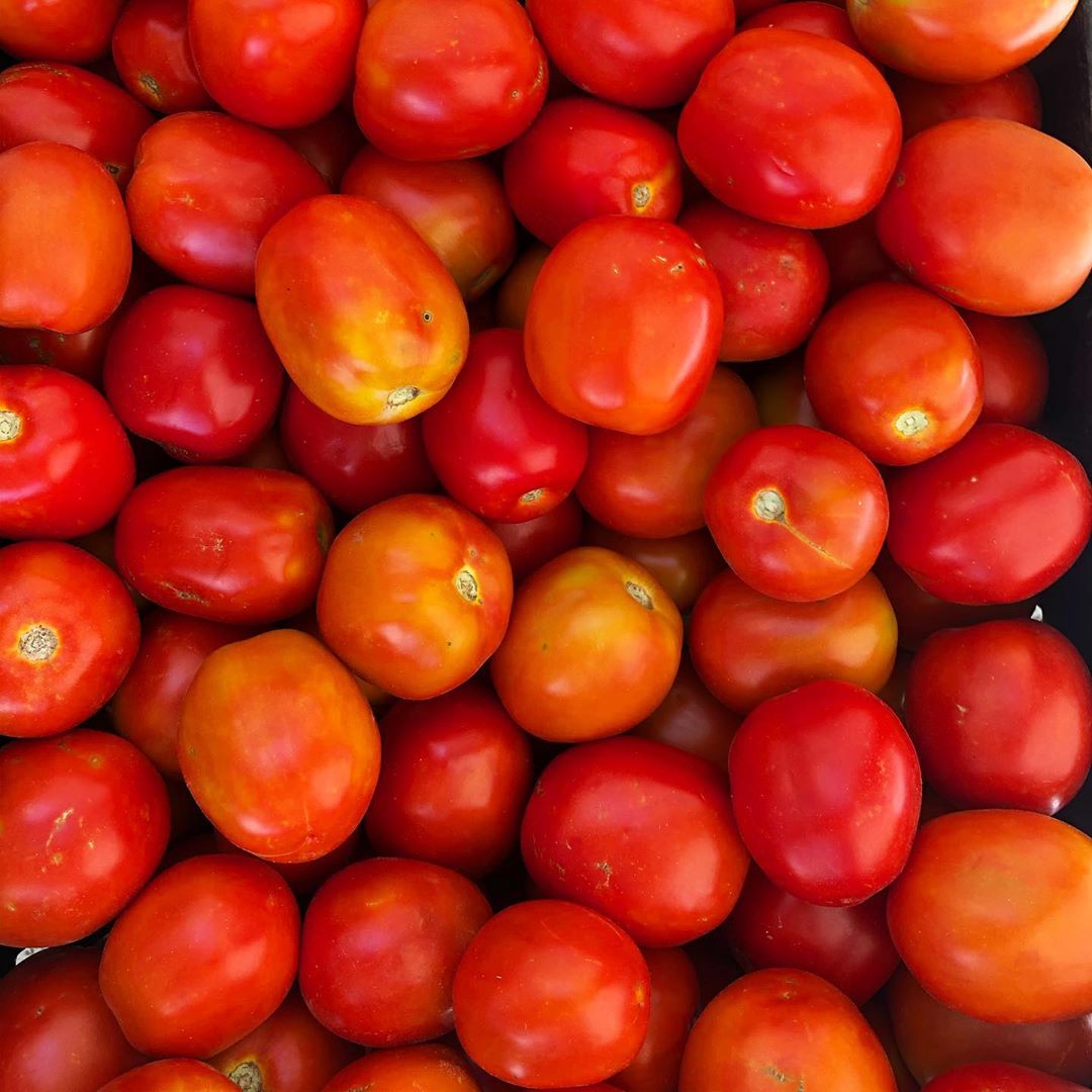 pomodoro siccagno
